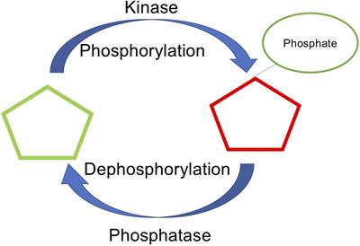 DTL-DephosSite: Deep Transfer Learning Based Approach to Predict Dephosphorylation Sites